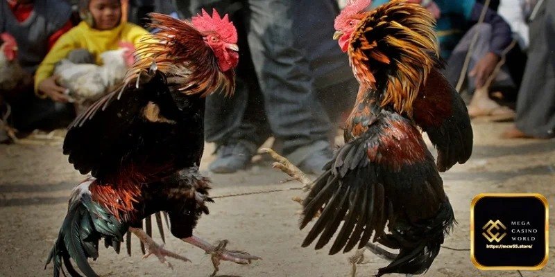 থোমো প্রতিযোগিতা - কম্বোডিয়া
